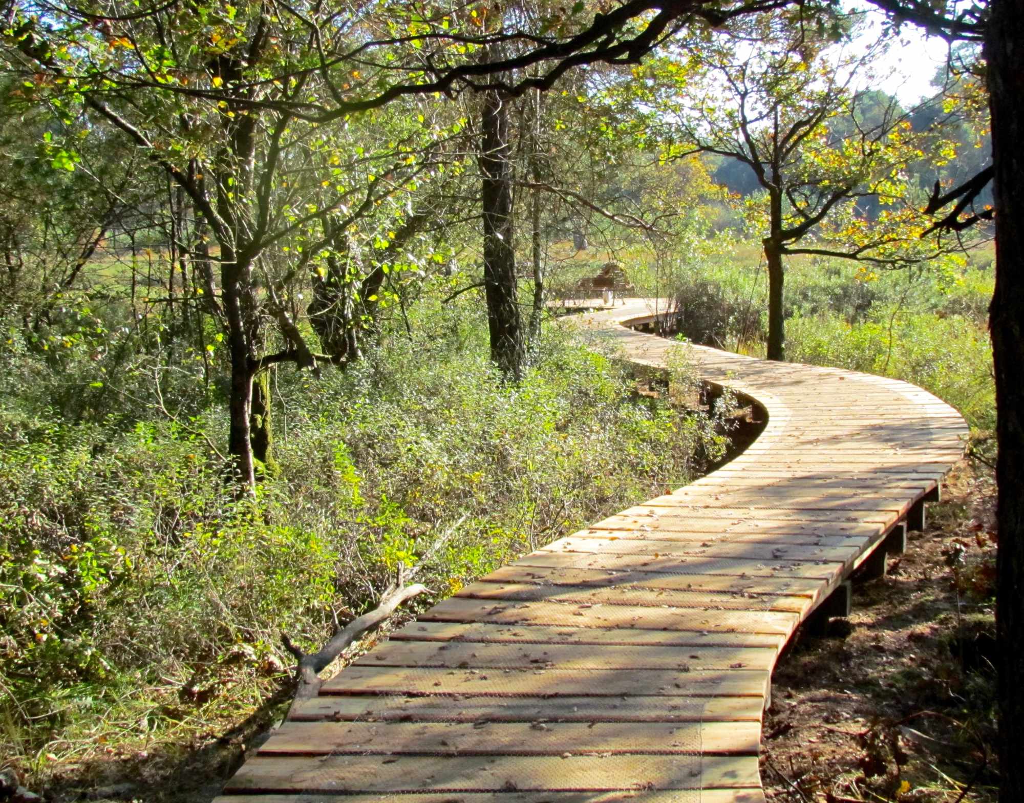 Vlonderpad door slattenbosje Vlonderpad door slattenbosje