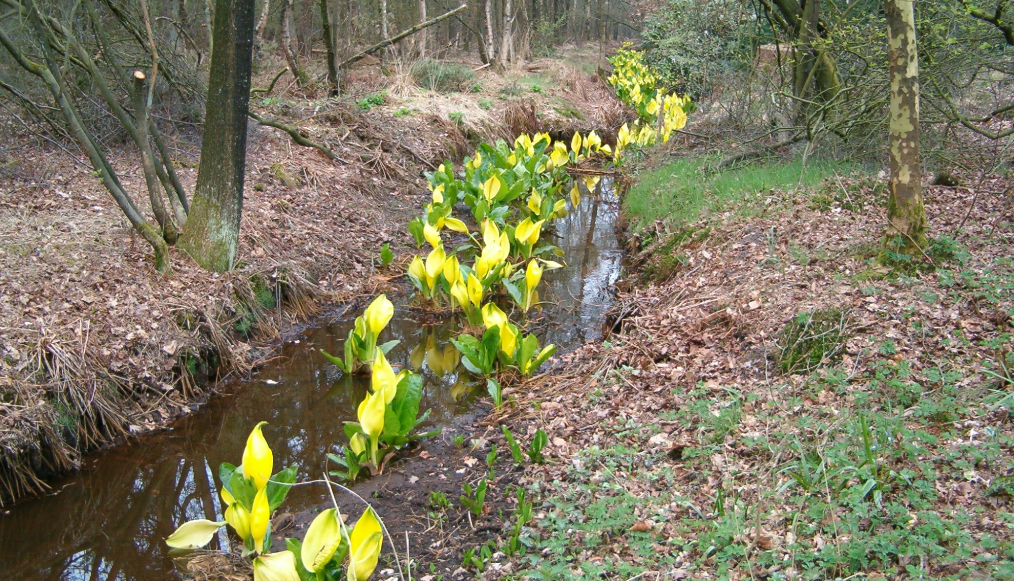 Bloeiende moerasaronskelken Bloeiende moerasaronskelken